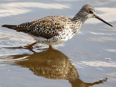 (Greater Yellowlegs) wading