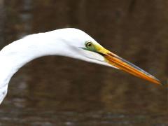 (Great Egret) head