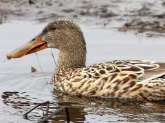 (Northern Shoveler) female