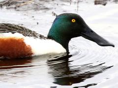 (Northern Shoveler) male