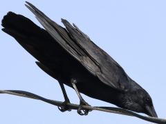 (Fish Crow) perching