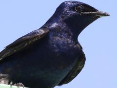 (Purple Martin) male