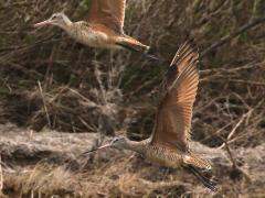 (Marbled Godwit) flight