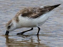 (Sanderling) forages