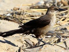 (Boat-tailed Grackle) female