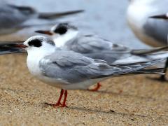 (Forster's Tern) nonbreeding