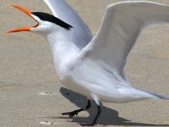 (Royal Tern) calling