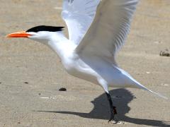 (Royal Tern) liftoff