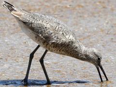 (Willet) foraging