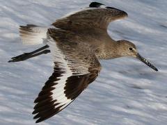 (Willet) glides