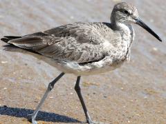 (Willet) walking