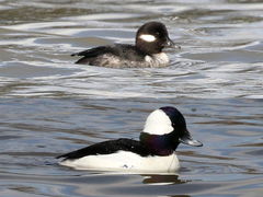 (Bufflehead) pair