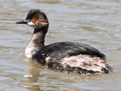 (Eared Grebe) swimming