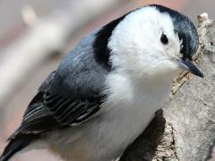 (White-breasted Nuthatch) male