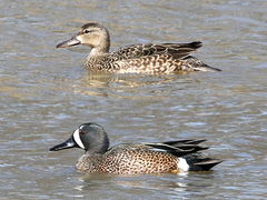 (Blue-winged Teal) pair