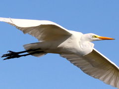 (Great Egret) flying