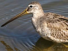 (Long-billed Dowitcher) walking