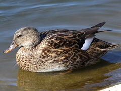 (Gadwall) female