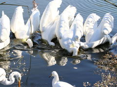 (American White Pelican) feasting