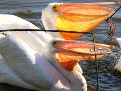 (American White Pelican) feeding