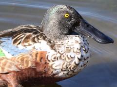 (Northern Shoveler) male head