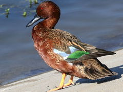 (Cinnamon Teal) male standing