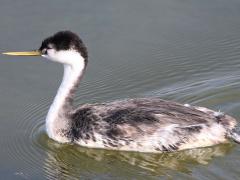 (Western Grebe) swimming