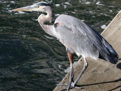 (Great Blue Heron) standing