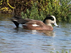 (American Wigeon) male