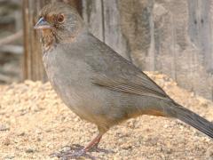 (California Towhee) standing