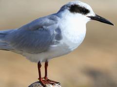 (Forster's Tern) nonbreeding