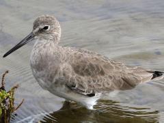 (Willet) wading