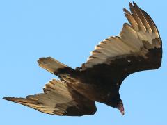 (Turkey Vulture) soaring