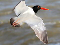 (American Oystercatcher) flying