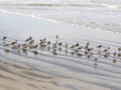 (Sanderling) flock