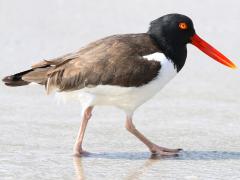 (American Oystercatcher) walking