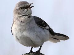 (Northern Mockingbird) singing