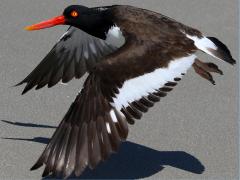 (American Oystercatcher) flying