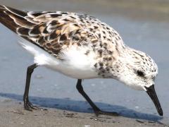 (Sanderling) forages