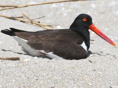 (American Oystercatcher) nest