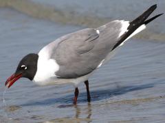 (Laughing Gull) drinking seawater