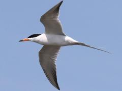 (Forster's Tern) flies