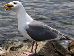 (Western Gull) feeding