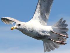 (Glaucous-winged Gull) juvenile flies