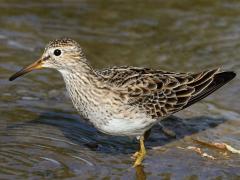 (Pectoral Sandpiper) wading