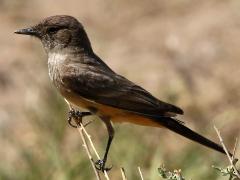 (Say's Phoebe) perching