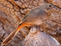 (Canyon Towhee) lateral