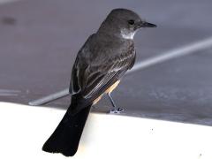 (Say's Phoebe) dorsal