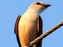 (Scissor-tailed Flycatcher) male frontal