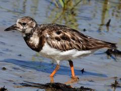 (Ruddy Turnstone) nonbreeding wading